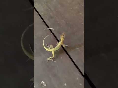 WILDLIFE OF PANAMA: