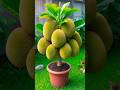 Mastering Jackfruit Grafting: Secrets for a Bountiful Harvest! #satisfying #farming #short