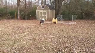 Buddy the Sheepdog gets a sheepdog sized toy.
