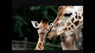 Funny Giraffe pictures
