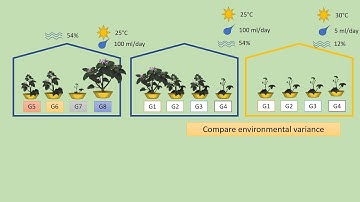 Quantitative genetics 2 - Decomposing phenotypic variance