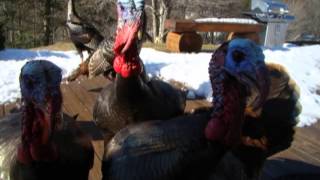 PHIPPS STORE:  MUTANT ZOMBIE TURKEYS
