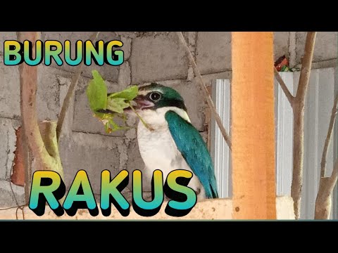 BURUNG TENGKEK UDANG YANG RAKUS 