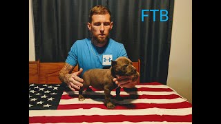American Bully Puppies Ftb Kobe X Ftb Chyna.