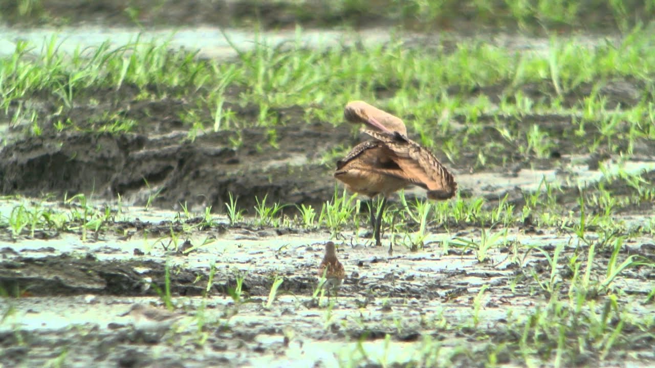 Marbled Godwit 