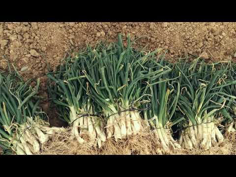 Vídeo: Informació sobre el cultiu d'escalunyes al jardí