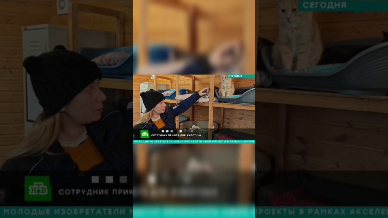 Т.Манул - попала в телевиденье 🤓🙀📺📽️вместе со своими кошками🙀🐈‍⬛кто бы мог подумать!?🤷💃всем добра❤️🙏