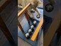 my cat vs. 3 fun cool science gadgets 😎 #shorts