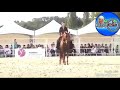 الدبكه العجيبه مع الخيل