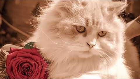 [classical music] Hungarian Dance No5 - Brahms (synth music - Orchestra)