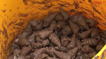 TRẢI NGHIỆM NGHỀ BẮT ỐC LEN TRONG RỪNG ĐƯỚC