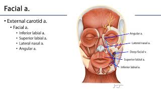 Face LO  Facial Vasculature