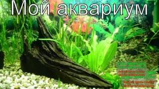 Мой аквариум 50 л. 1 месяц Мой аквариум 50 л. 1 месяц