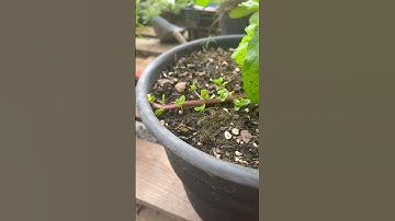 Plant those peppermint plants in a container‼️ #gardening #gardeningtips #foryou #viralvideo #garden