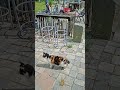 Bella kleiner Rundgang durch den Garten 🌶🫑🥕
