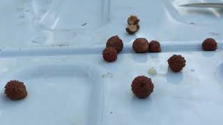 The oak gall - medicinal and strange!