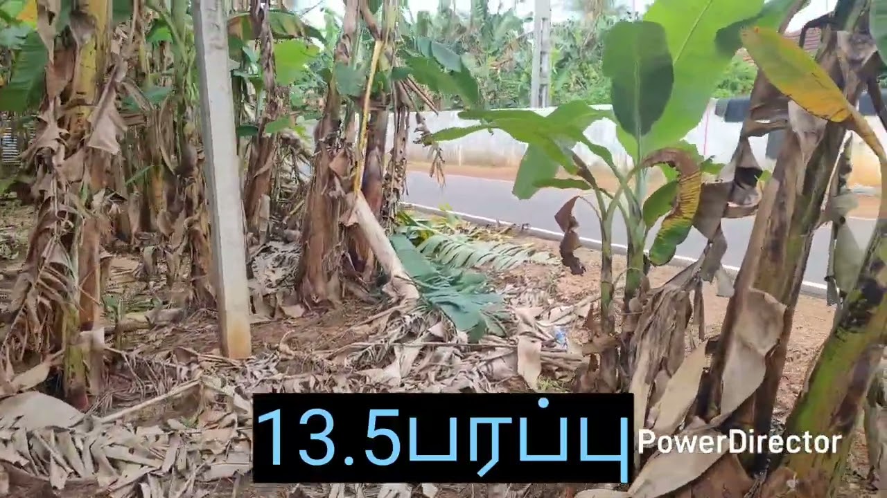 காணி விற்பனைக்கு/கரந்தன் /13.5பனப்பு /JAFFNA LAND&HOMES 