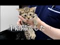 【保護猫】こつぶは女の子?男の子?奇形と診断されました。