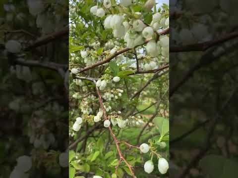 月山高原鈴木農園の紹介動画サムネイル