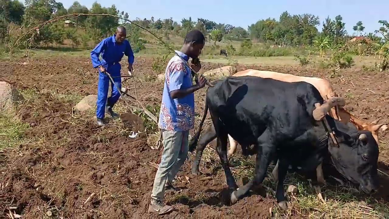 Preparing for second season farming