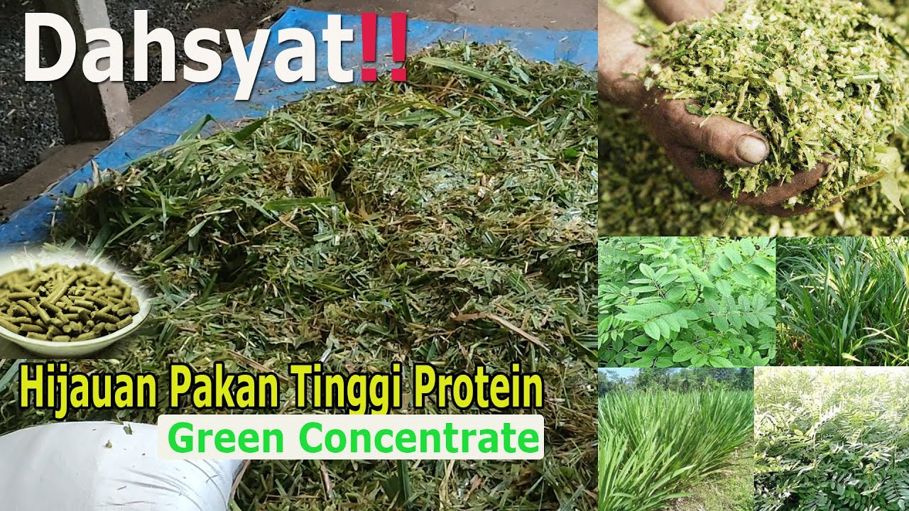 Dahsyat !! Hijauan pakan ternak kambing tinggi protein(Green Concentrate)