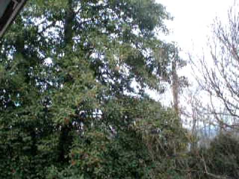 Holly Tree Photo 14