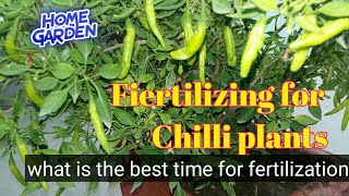 मिर्च में कब और कितना खाद लगायें || Pruning and Fertilizing Chillies Plants