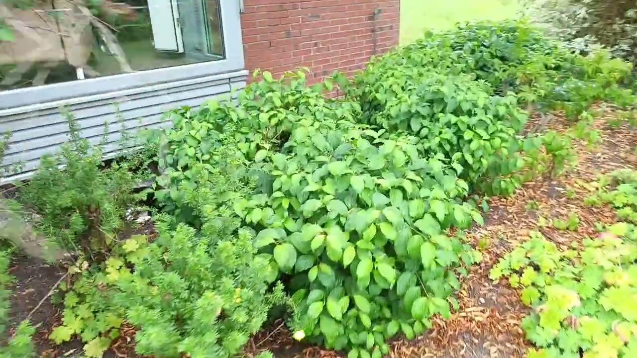 20250723 075247 my cats hunt in the morning