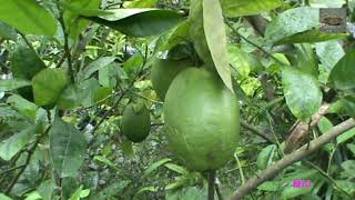 কলমযুক্ত লেবু গাছ - Grafted Lemon Tree - কলমযুক্ত লেবু গাছ - লেবু গাছের কলম