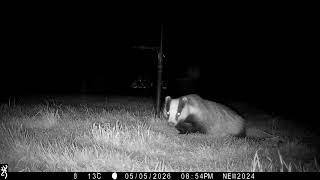 5th May 2026 Mabel and Boris the badger