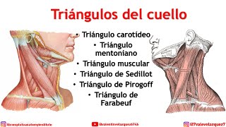 TRIANGLES OF THE NECK - Submental, carotid, Farabeuf, Sedillot, Pirogoff, Beclard, muscular
