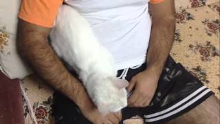 Van Kedisinin Aşkı