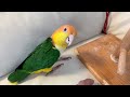 Happy Livestream
