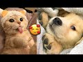 The cutest and funniest pets 5   incredibly fun animals   joyspets