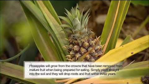 The Garden Gurus - Jetto