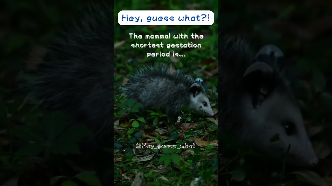 The mammal with the shortest gestation period is... 