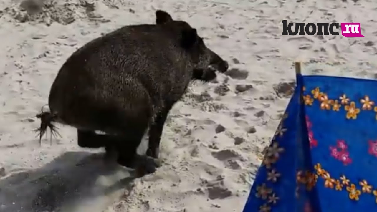 Кабан на море