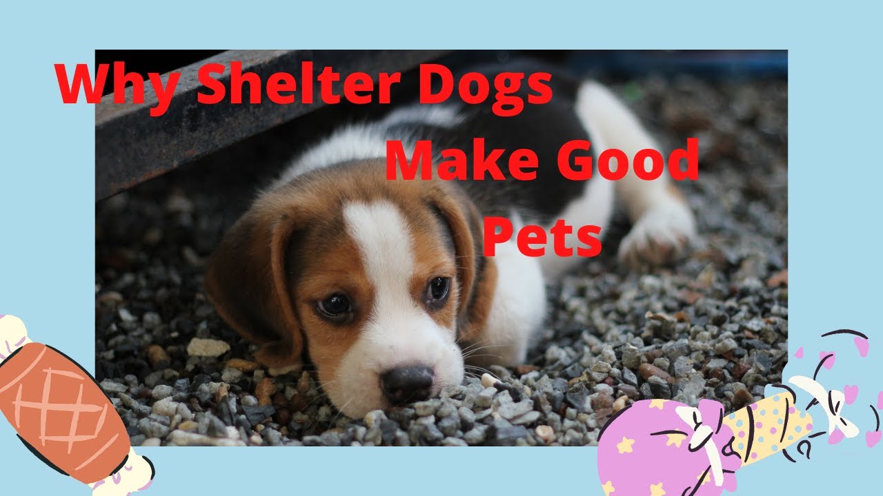 ***Why Shelter Dogs Make Good Pets*** YouTube