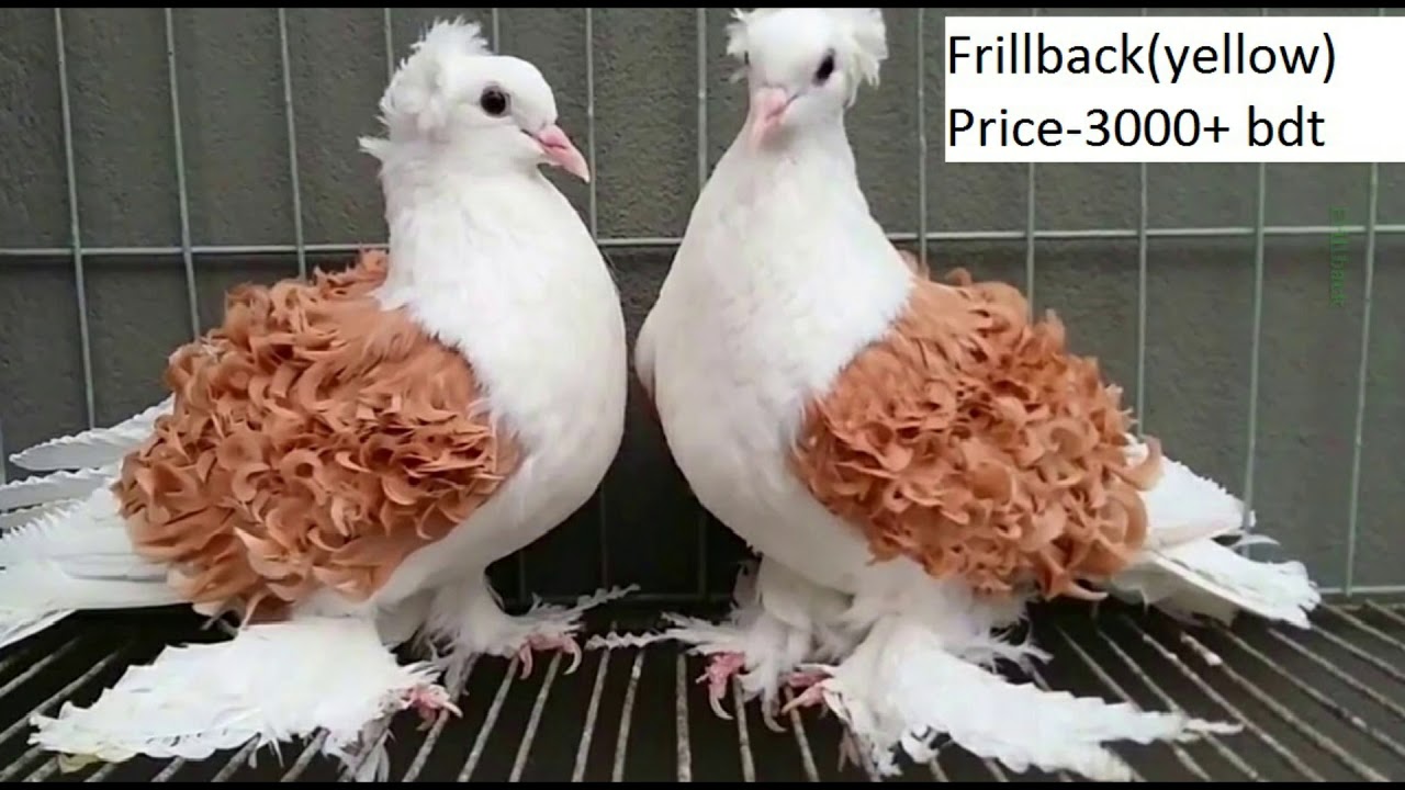 Type of fancy Pigeons in Bangladesh with price ফেন্সি কবুতরের জাত