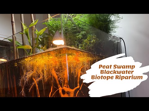 Video: Moss swamp: nta thiab cov yam ntxwv tseem ceeb