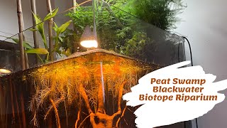 Creating a Peat Swamp  Blackwater Biotope Riparium