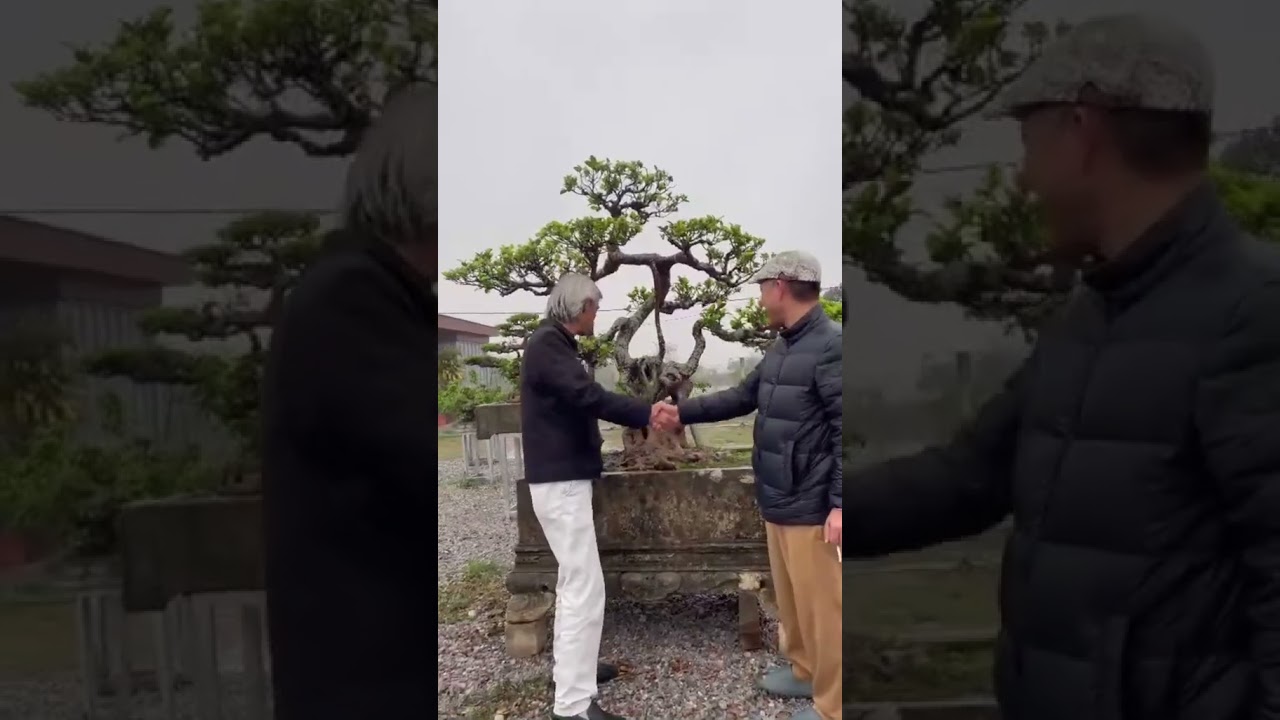 Cây Si Cổ có quà | Gã Đầu Bạc - Vua Tùng  