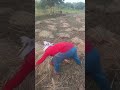 कोना# के छही धनिया #short #video#💔💔💔
