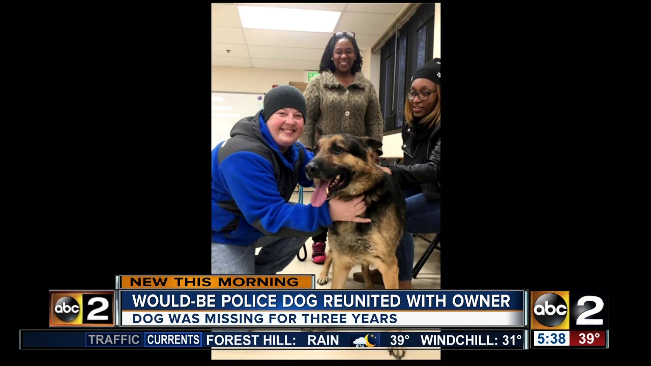 Dog reunited with family after missing for three years - YouTube