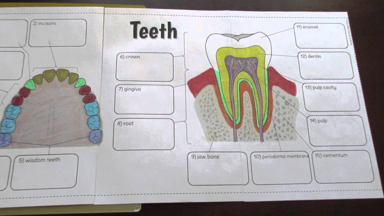 Big Teeth Foldable by Tangstar Science - YouTube