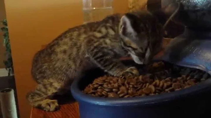 Watch the video about Singing Savannah kitten!