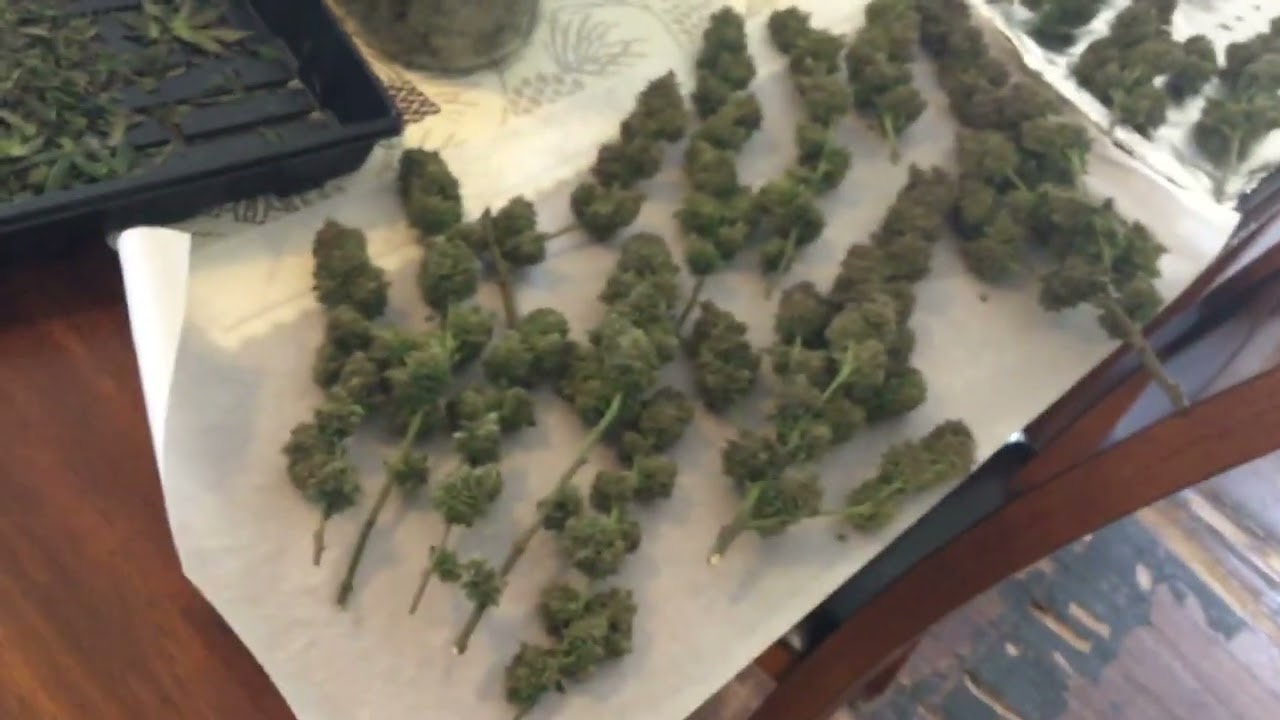 Pacific Seed Bank/ Dutch Seed Bank Lambs Bread 13 Weeks🏹