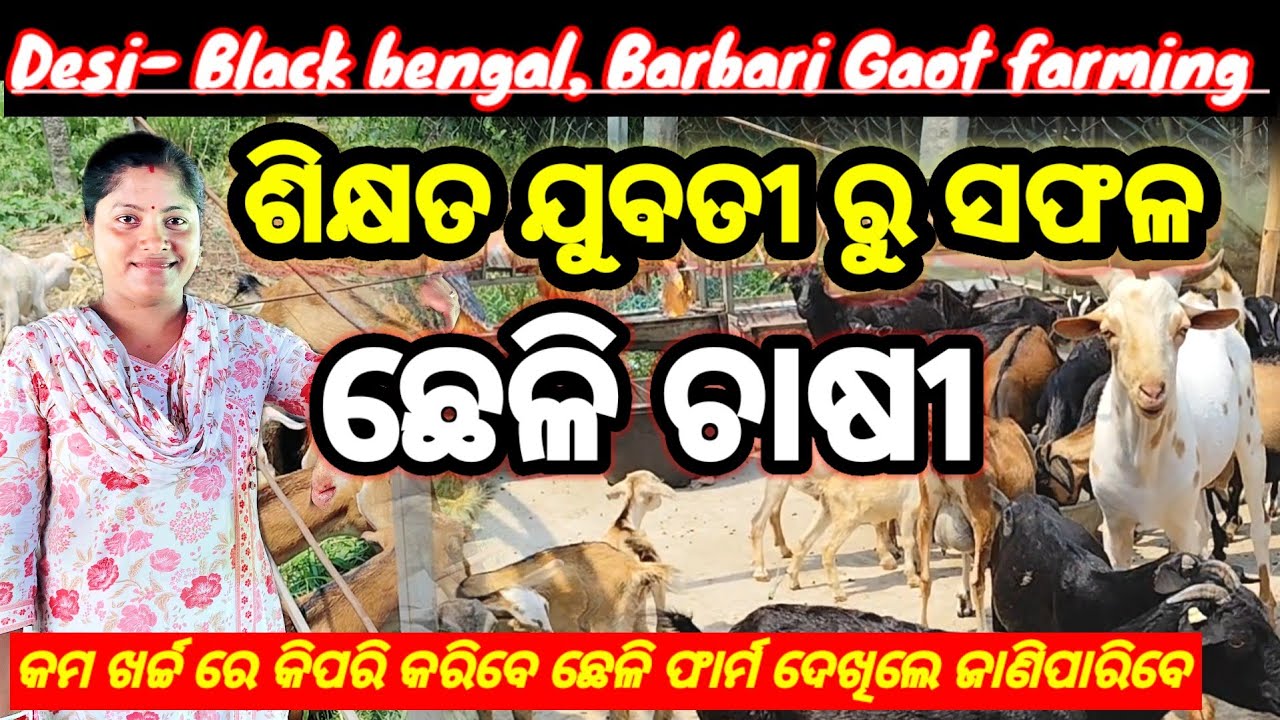 ଶିକ୍ଷିତ ଯୁବତୀ ରୁ ସଫଳ ଛେଳି ଚାଷୀ/Desi-Black Bengal, Barbari Goat farming/Goat farming in odisha