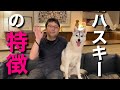【シベリアンハスキーの特徴】をペットショップ店長が解説します!