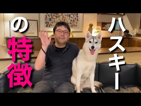 【シベリアンハスキーの特徴】をペットショップ店長が解説します！